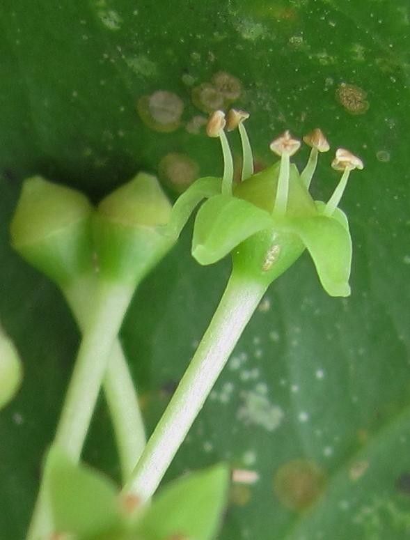 Dendropanax gonatopodus — search result for 'Dendropanax'