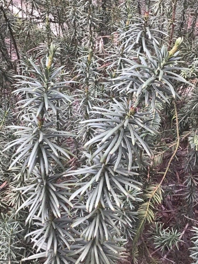 Podocarpus nubigenus leaf