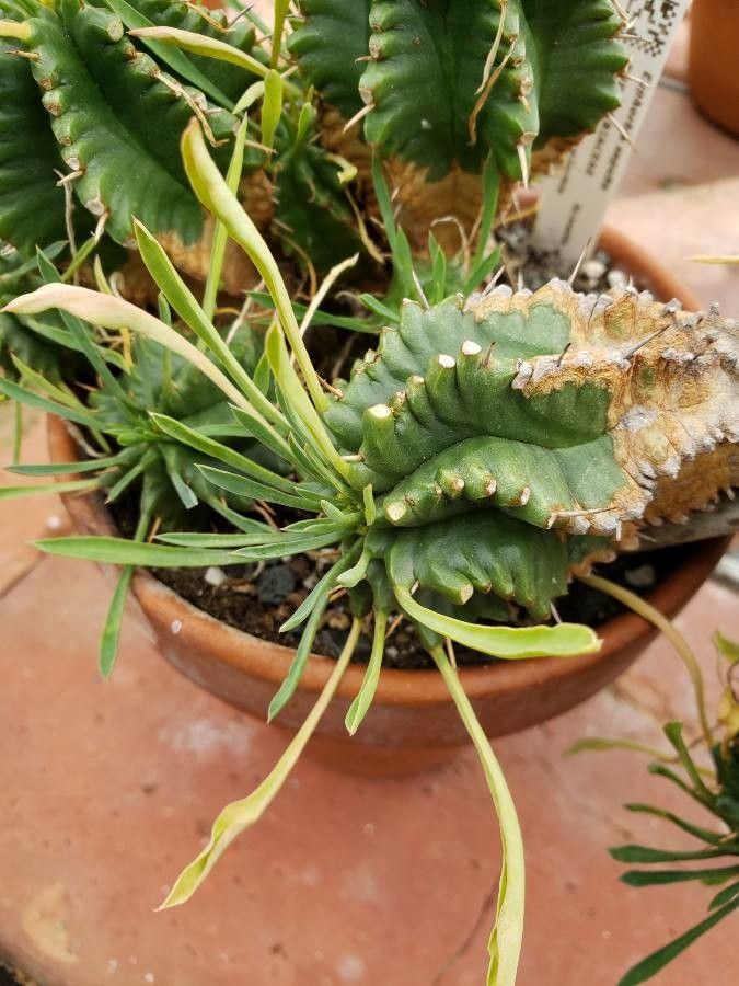 Euphorbia sepulta — houseplant care guide