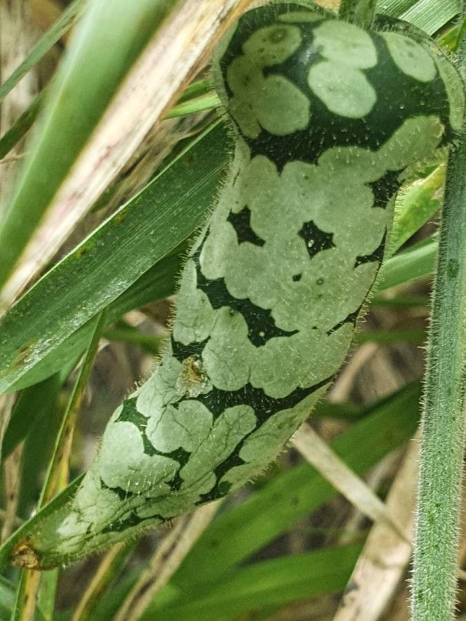 Kedrostis leloja fruit