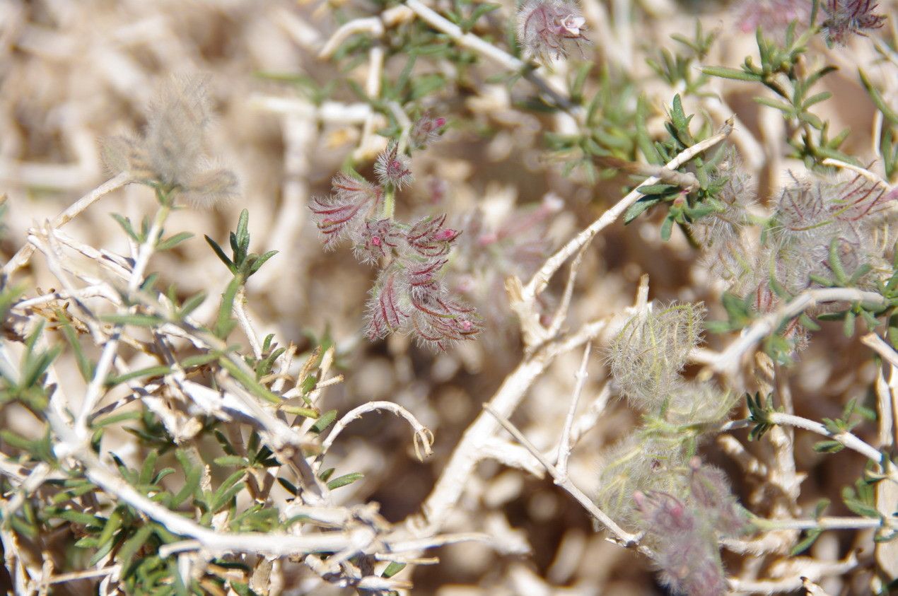 Plocama reboudiana bark