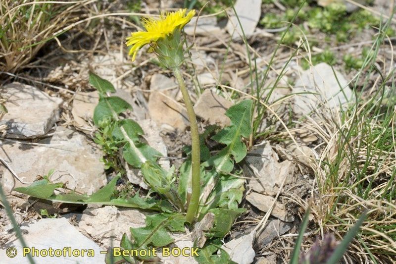 Taraxacum panalpinum habit