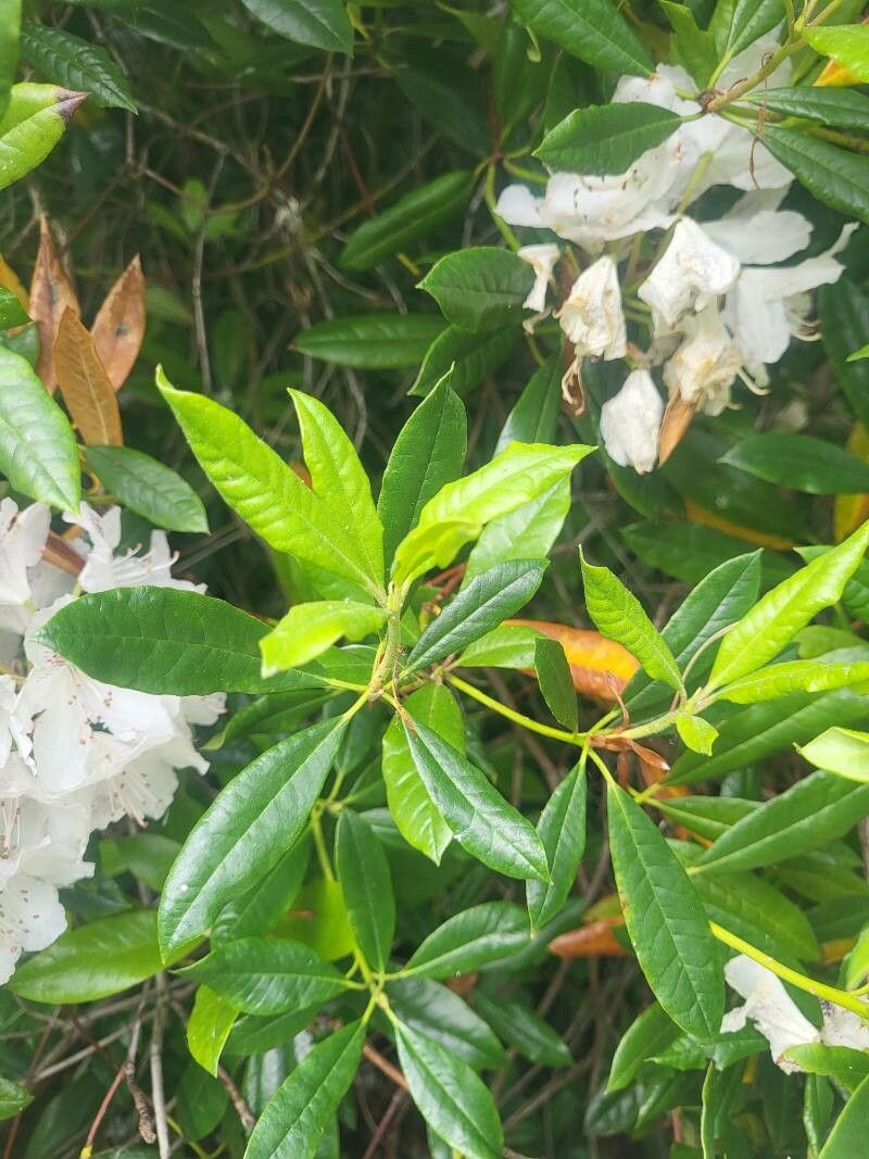 Rhododendron annae — search result for 'Ericaceae'