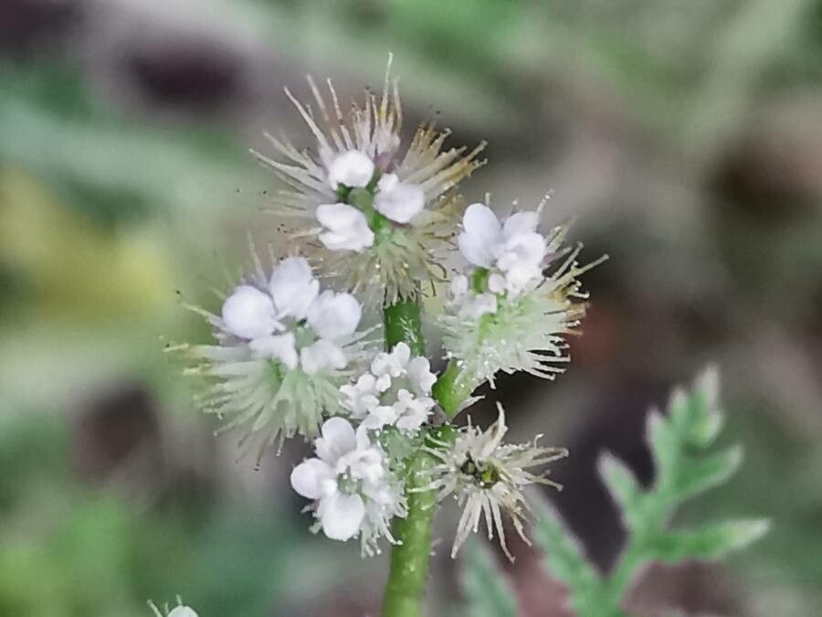 Torilis leptophylla flower