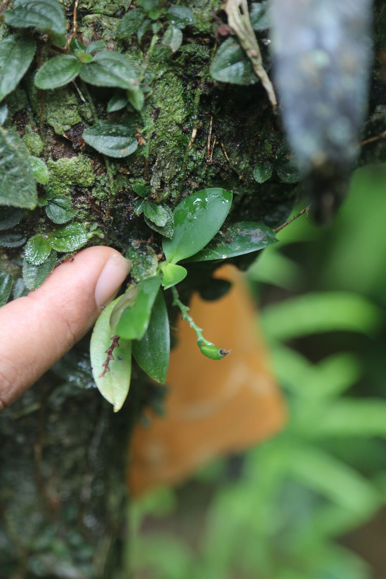 Aerangis hyaloides fruit