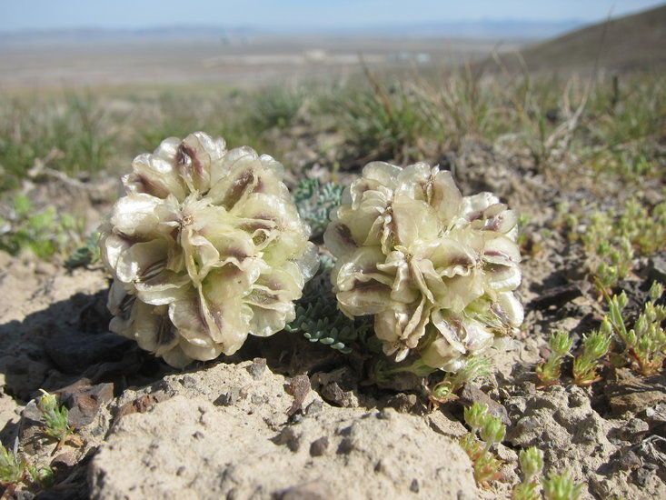 Cymopterus purpurascens flower