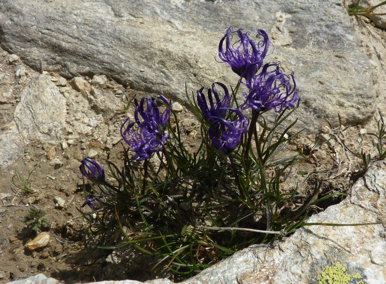 Phyteuma hemisphaericum flower