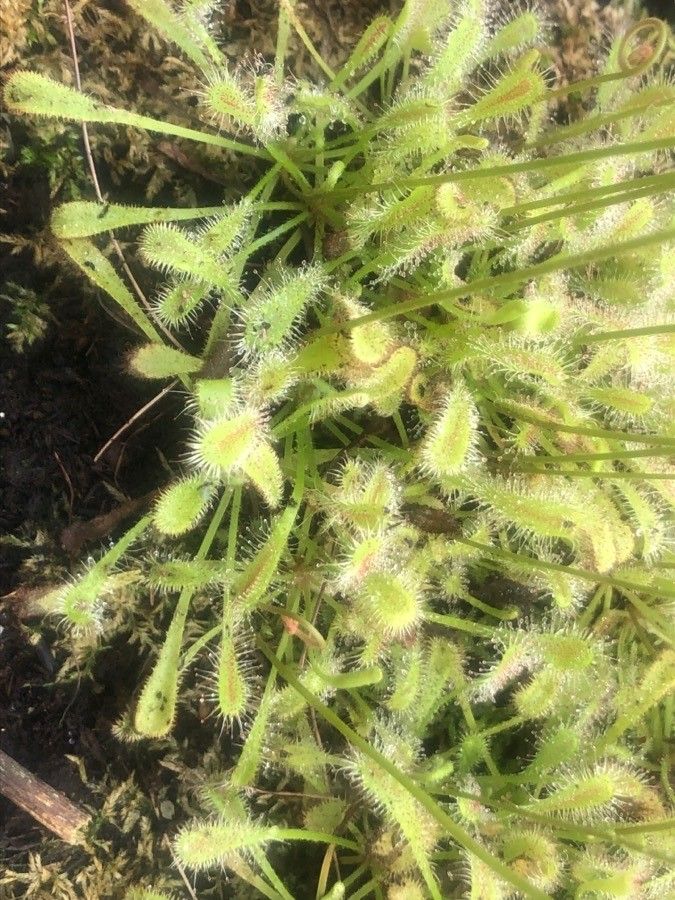 Drosera nidiformis — search result for 'Drosera'