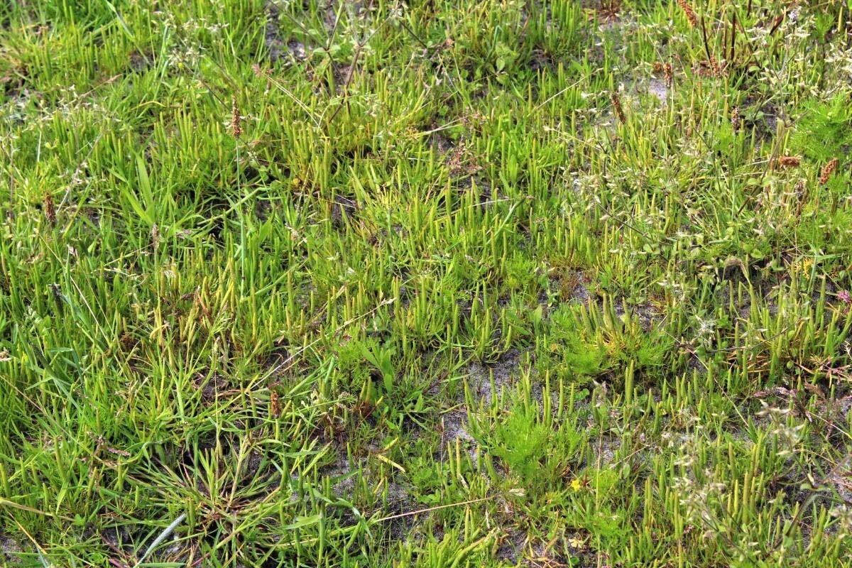 Ranunculus minimus — houseplant care guide