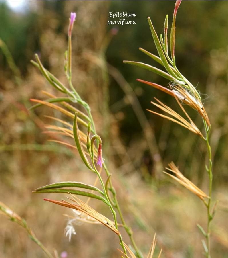 Epilobium brachycarpum fruit