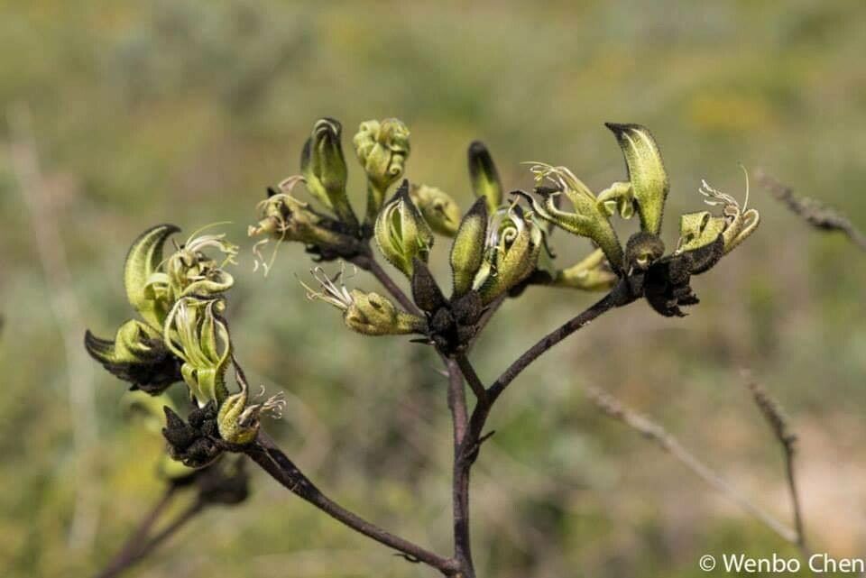 Macropidia fuliginosa flower