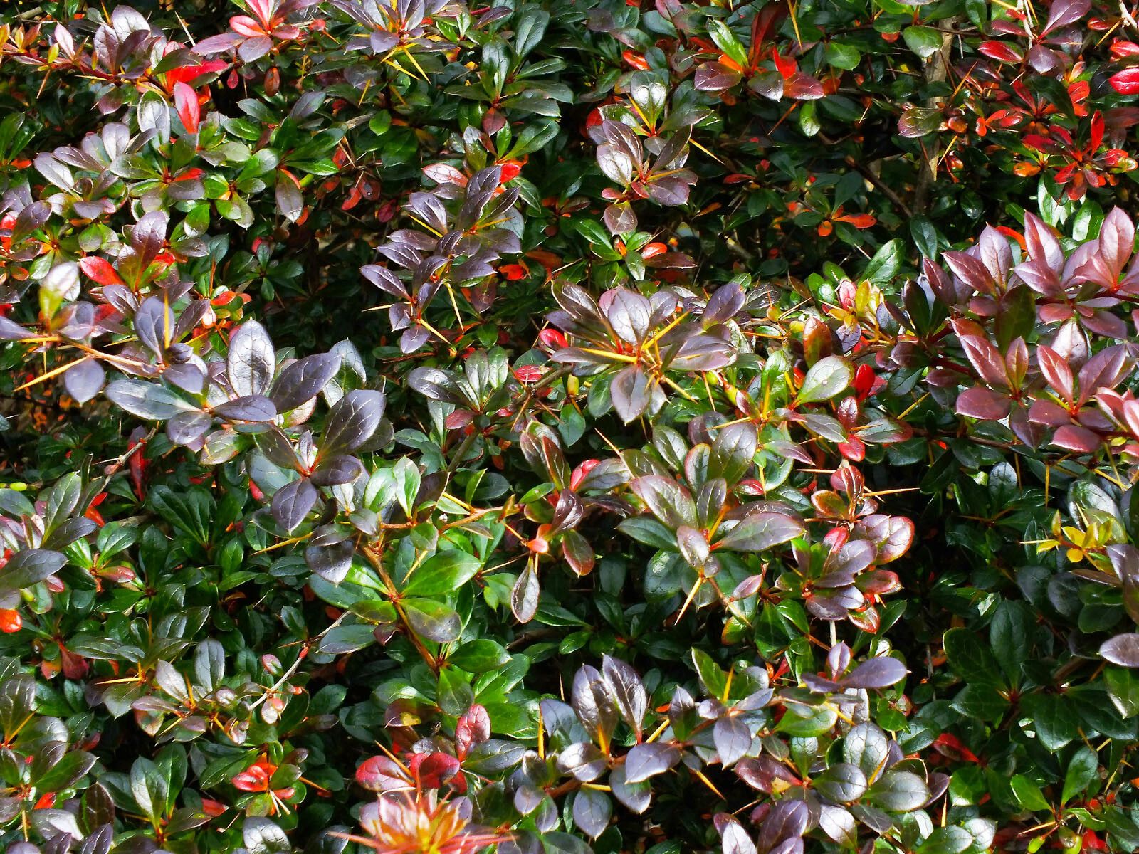 Berberis amurensis leaf