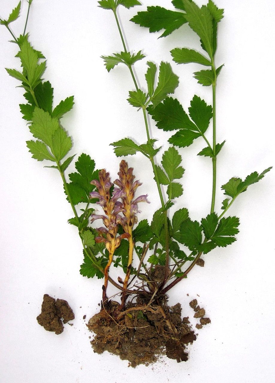 Phelipanche mutelii other