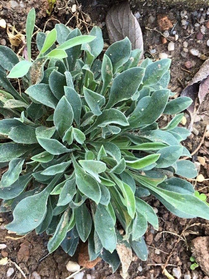 Silene nodulosa leaf