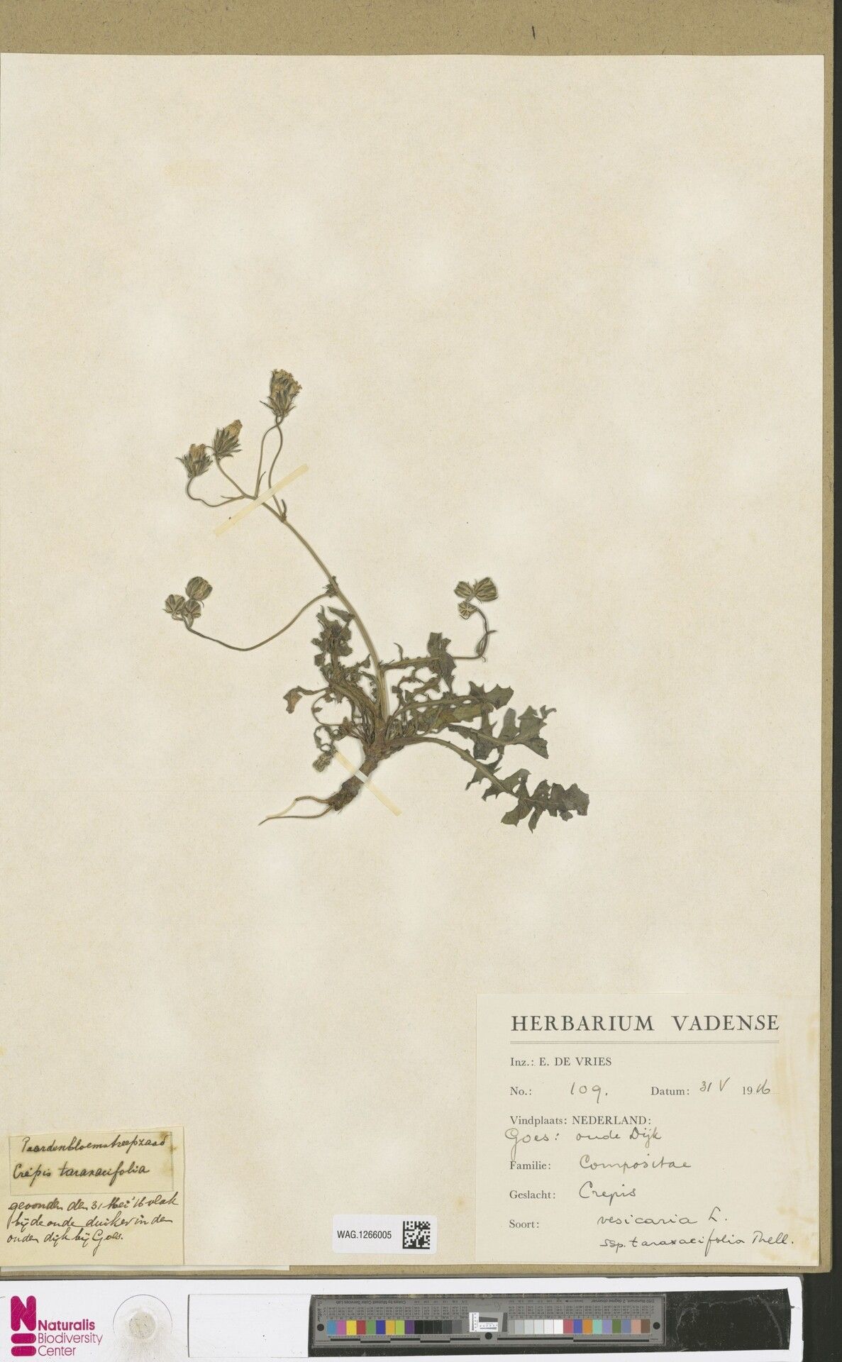 Croton poggei — houseplant care guide