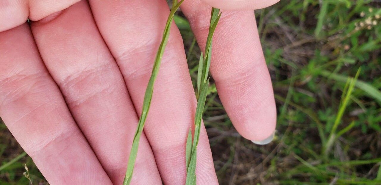 Linum medium — search result for 'Bahamas'