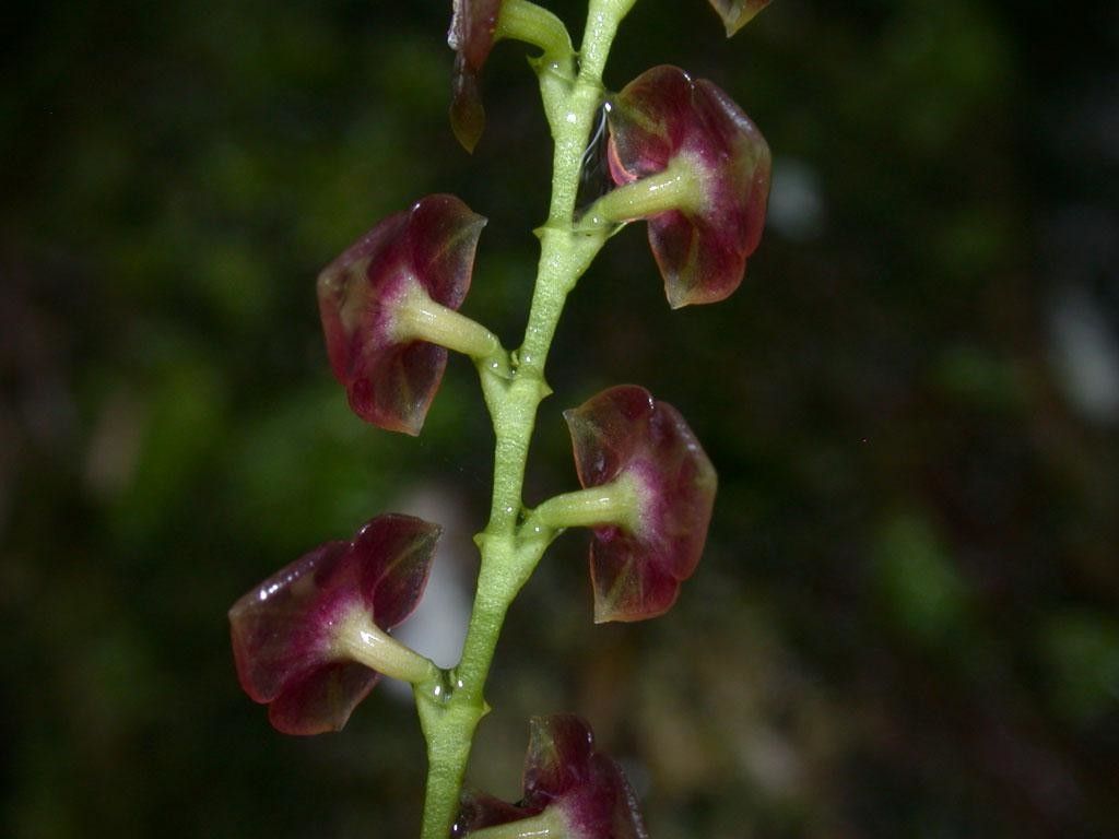 Stelis parvula flower