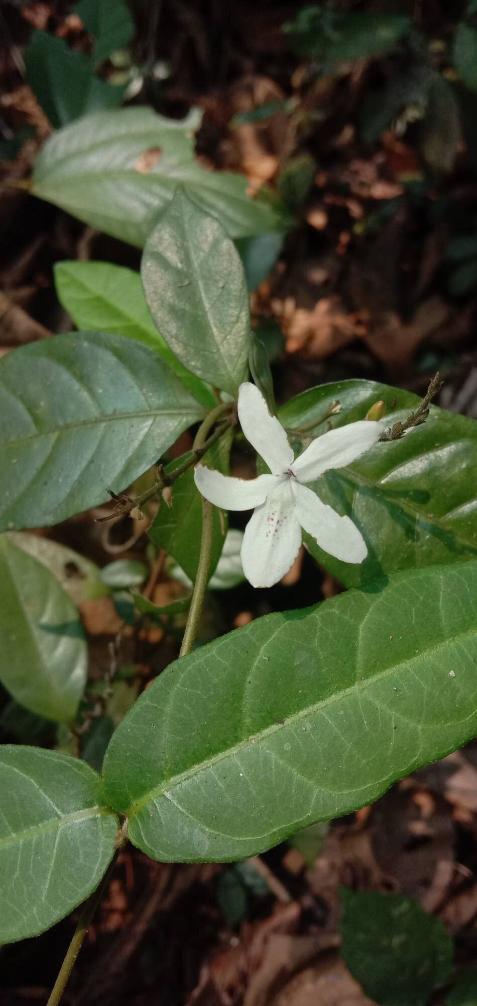 Pseuderanthemum latifolium flower
