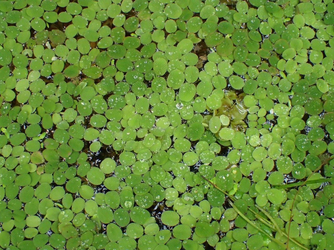Salvinia minima habit