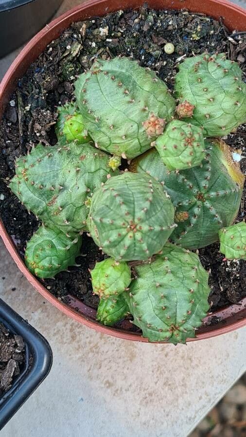 Euphorbia globosa flower