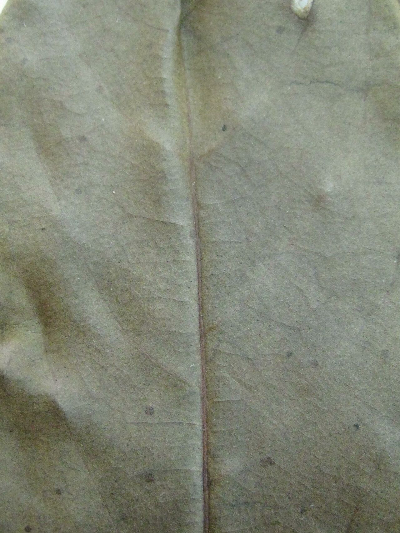 Aniba rosodora other