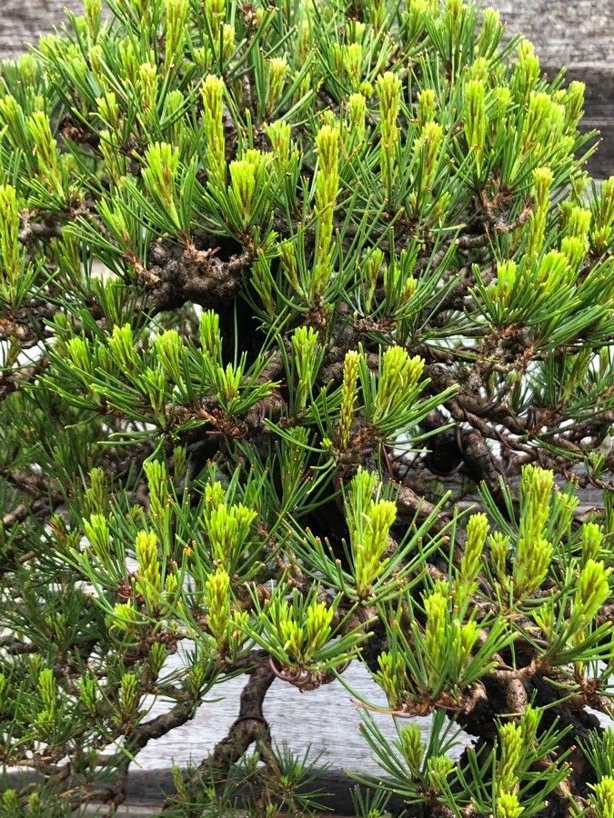Pinus densiflora — search result for 'Pinus'