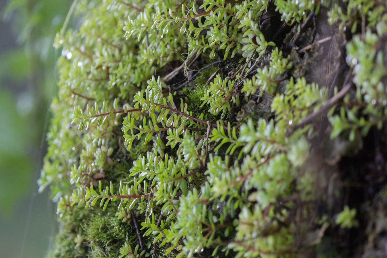Sedum meyeri-johannis leaf