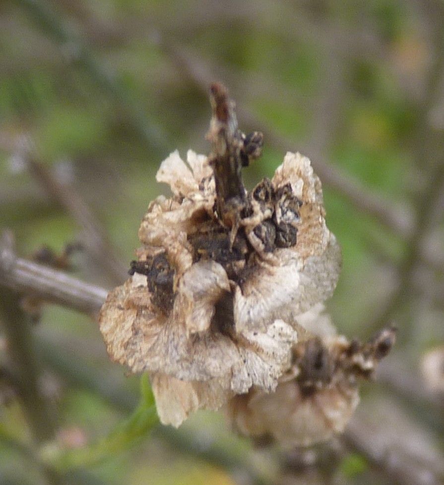 Salsola genistoides fruit