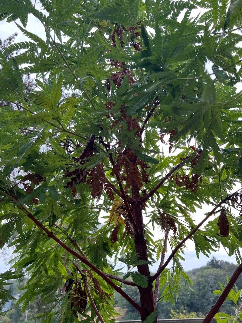 Lyonothamnus floribundus habit