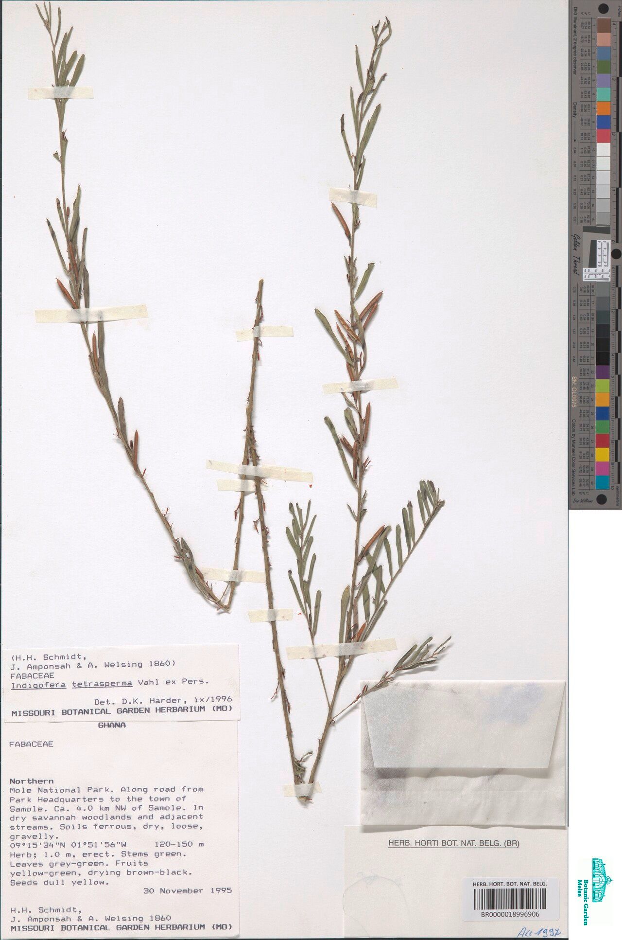 Indigofera tetrasperma — houseplant care guide