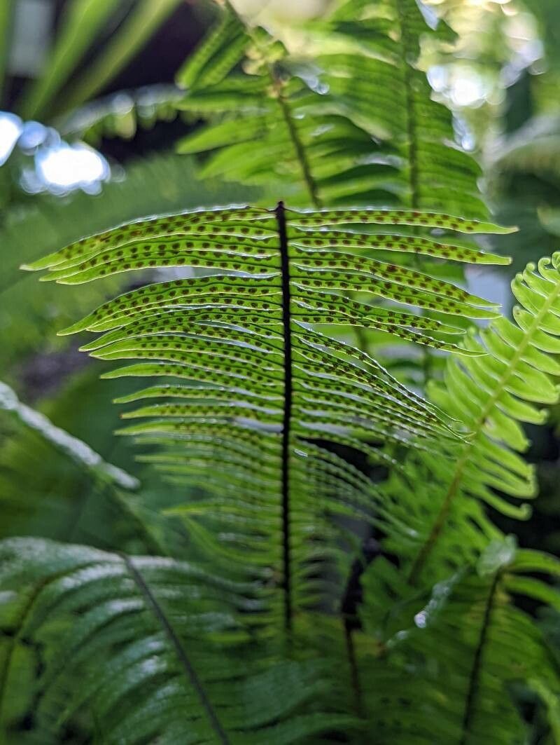 Ceradenia sechellarum fruit
