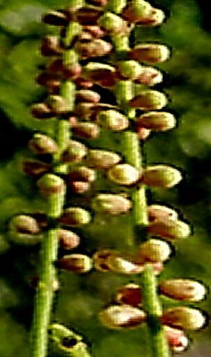 Senegalia rovumae — houseplant care guide