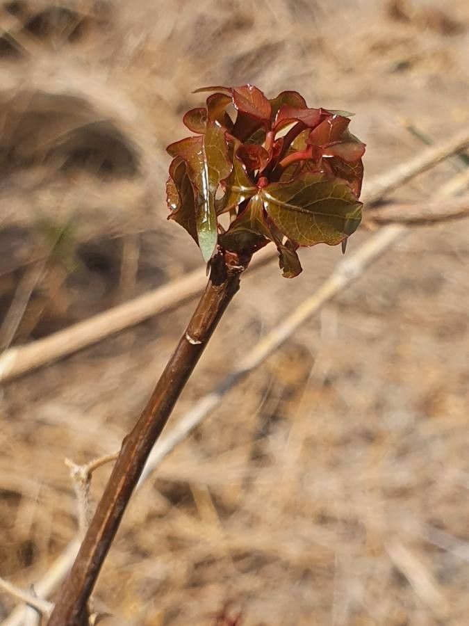 Commiphora samharensis leaf