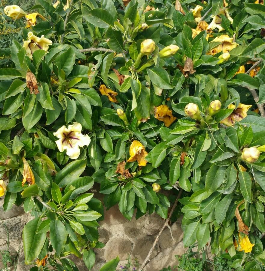 Solandra guttata habit