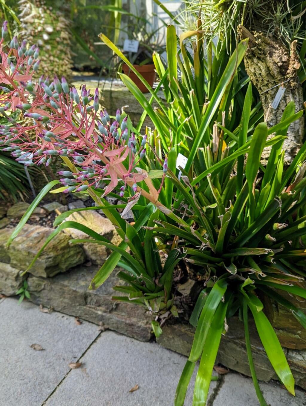 Portea petropolitana habit