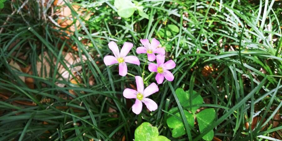 Oxalis violacea bark