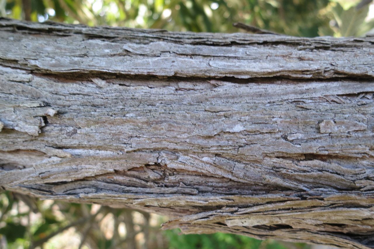 Tarchonanthus trilobus bark