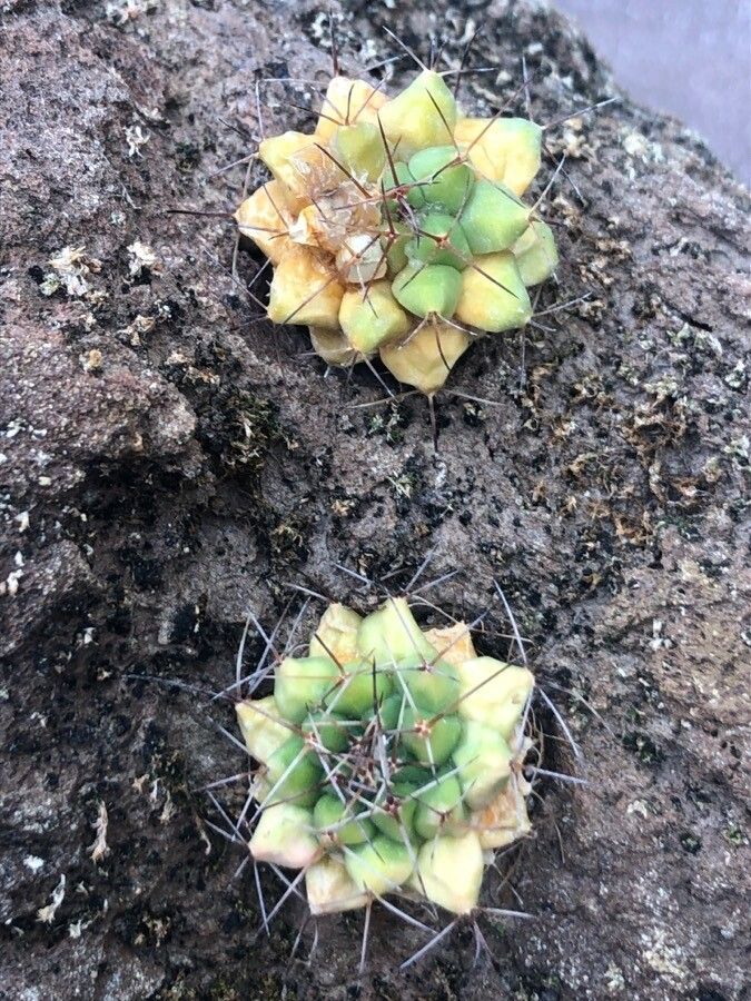 Mammillaria winterae — search result for 'Mammillaria'