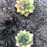 Mammillaria winterae