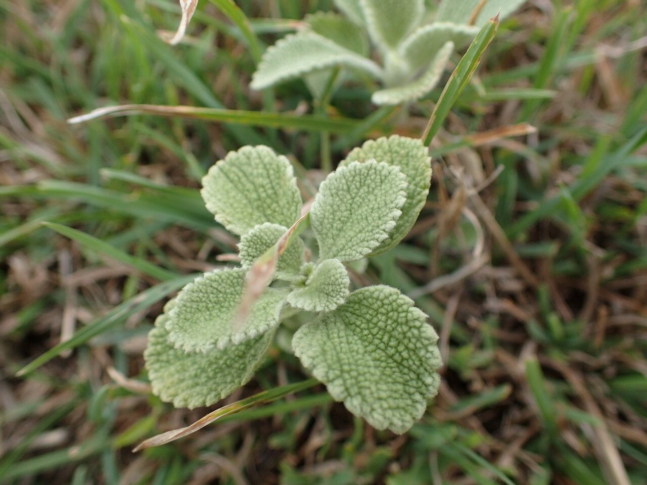Stachys cretica — search result for 'Stachys'