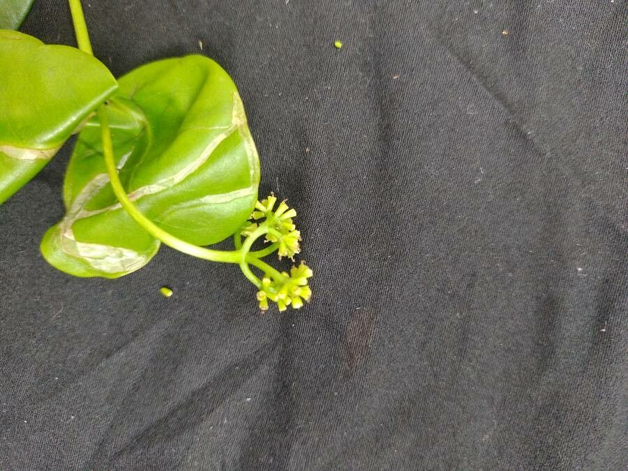 Guapira pernambucensis flower