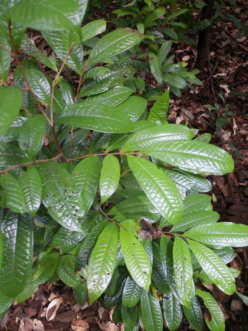 Duguetia yeshidan leaf
