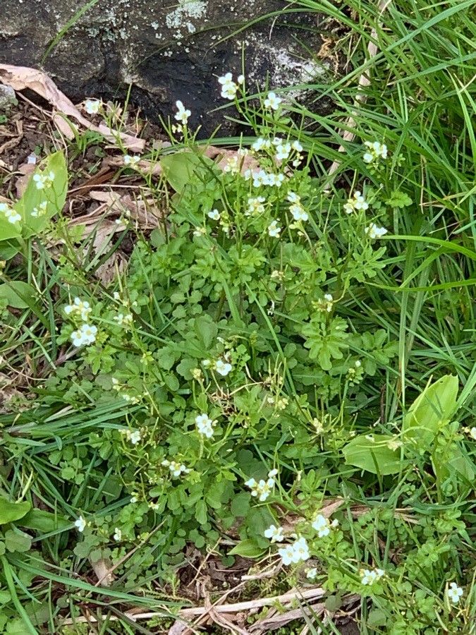 Cardamine caldeirarum — search result for 'Cardamine'