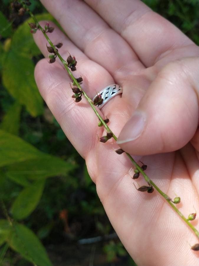 Polygonum virginianum fruit
