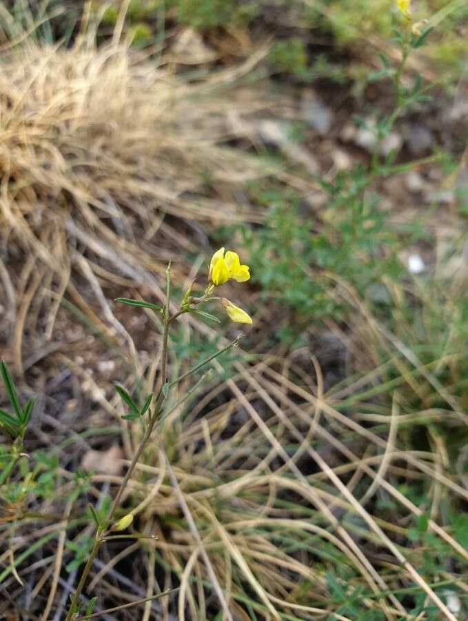 Medicago prostata flower