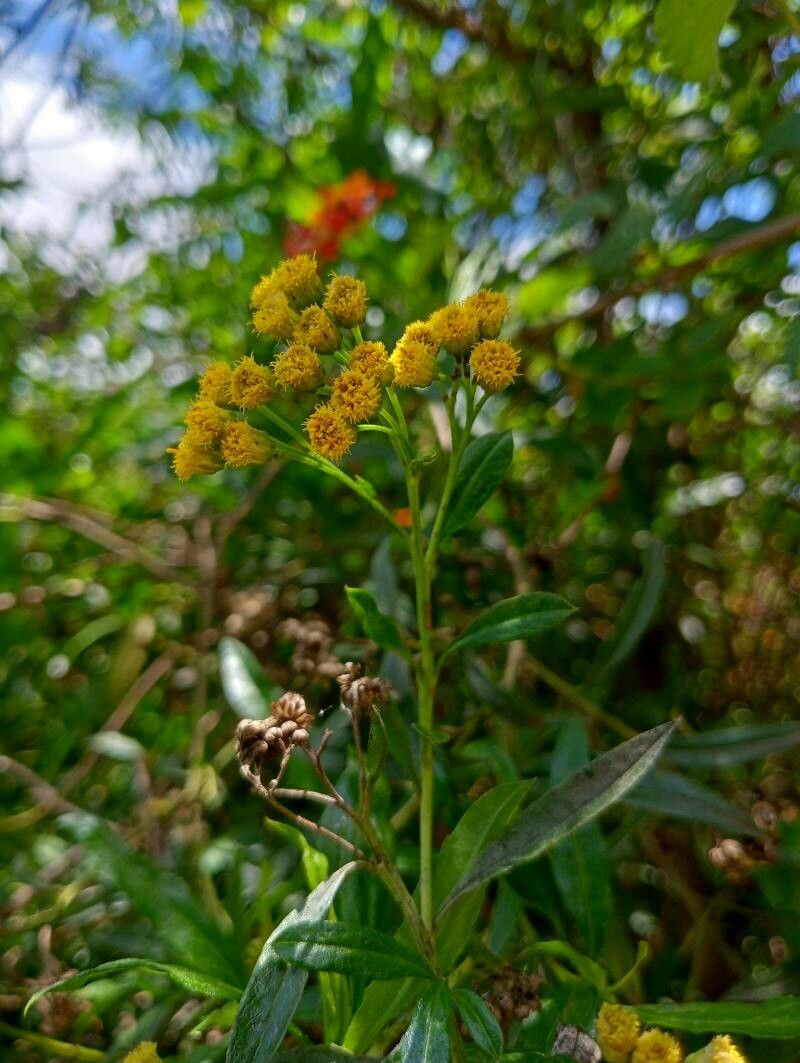 Psiadia altissima flower