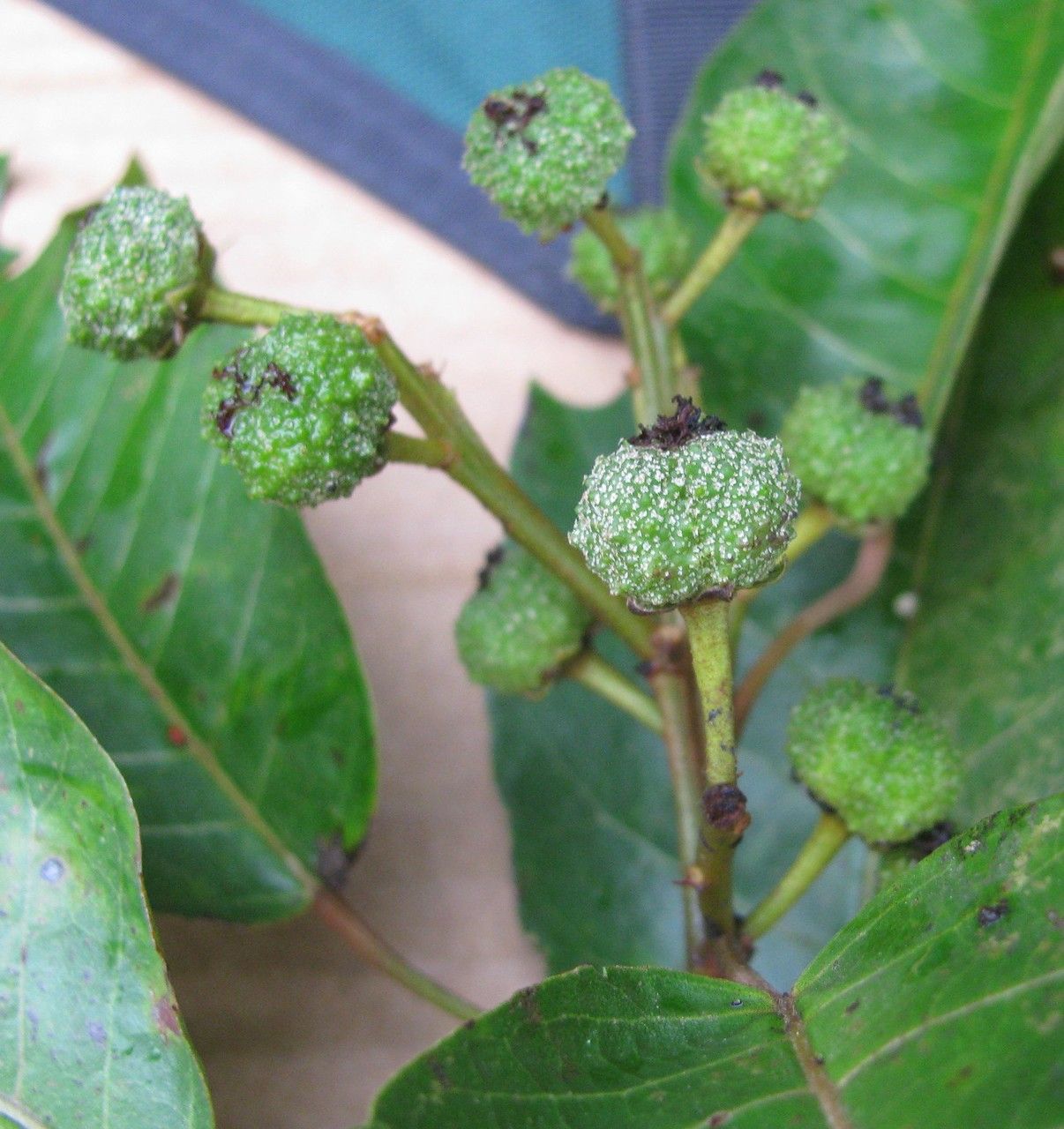 Croton tenuicaudatus fruit