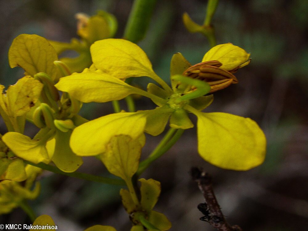 Senna viguierella flower