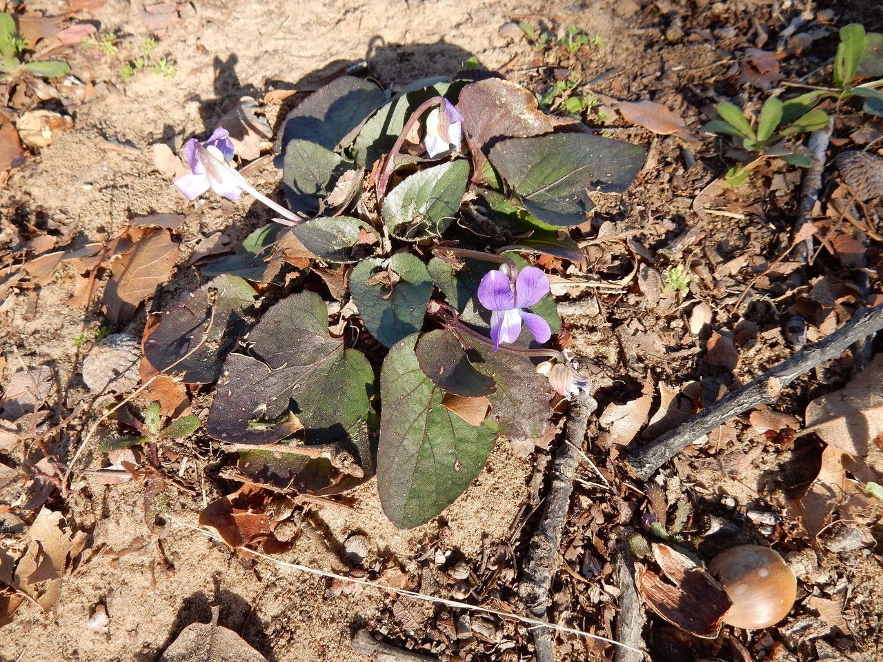 Viola villosa habit