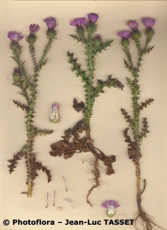 Carduus myriacanthus habit